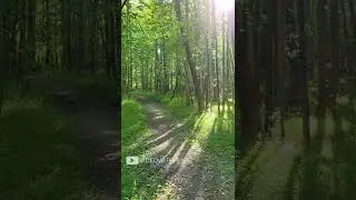 Jungle, Trees, Path - Video #Shorts
