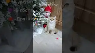 А где вы будете отмечать Новый год?🎄🐉🐲🌟 #youtubecat #попадуврек #популярное #котики #рек #смешное