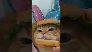 Burger Cat comeback