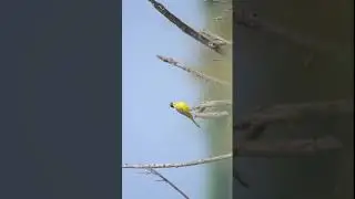 Jamnagar-Gujarat birding n marinelife guide 8200420297