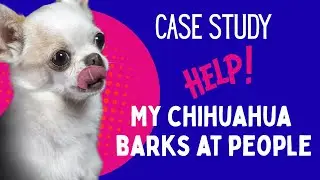 Chihuahua Barking at People? You Can Fix This Right Now #chihuahua