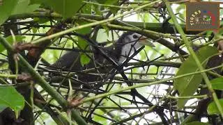 Bird calls 16 - White-breasted Waterhen | Kanha National Park, Madhya Pradesh | INDIA