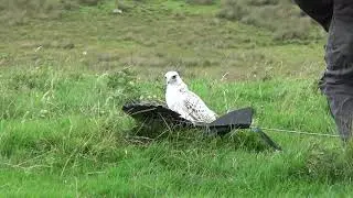 How to enter a falcon to Roprey