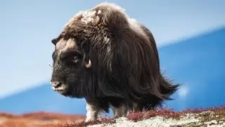 Performed by MUSK OX / What a Wonderful World / Animal Musicians
