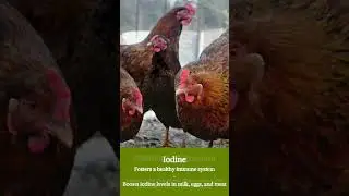 Seaweed Supplement for Livestock