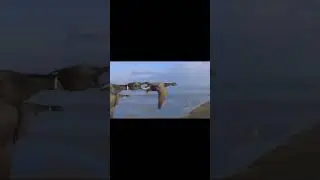 Киек казлар. Рустам Яхин
