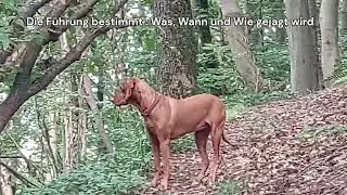 Einfluß von Bindung und Führung auf Leinenführung Rückruf und Jagdkontrolle