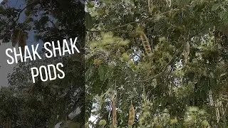 Shak Shak Tree Seed Pod