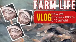 Chill Catfish Farm Tour! Feeding Time & Casual VLOG (Farm-to-Table Processing
