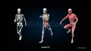 Ultimate Male Anatomy PRO 3D Model