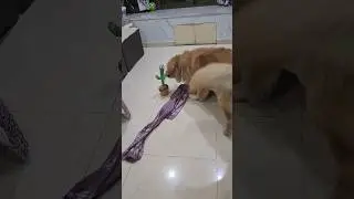 Shadow Went Mad #shorts #dog #trending #tiktok #goldenretriever #fyp