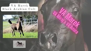 💕☆ Black arabian Foal VA Marek - top Character ☆💕 #blackarab #blackarabian #blackarabians