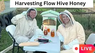 Harvesting Honey from a FlowHive (live stream)