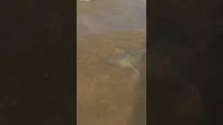 BLUESPOTTED RAY! #stingray #stingrayfish #stingrays #fish #fishing #fishinglife #fishingvideo