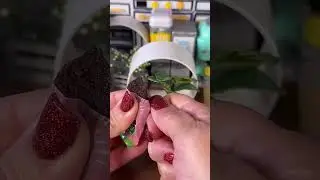 Miniverse lifestyle home! #miniverse #millennials #mini #unboxing #plants