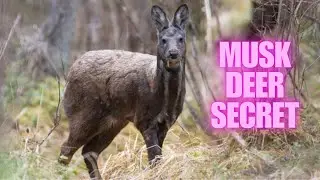 Unveiling the Musk Deer Secret: Nature's Mysteries and Wonders!
