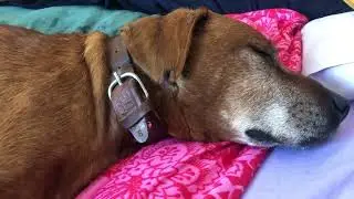 A Day in the New Life of Scooby