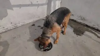 My German shepherd dog morning diet 🍛 #dogfood #eggrecipedogfood