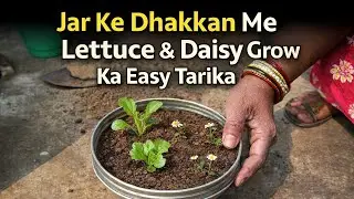 Kitchen Waste Lid Me Plant Lgaye! Lettuce & Daisy 