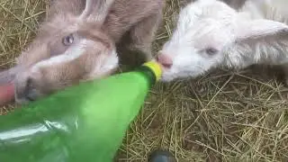 Зефирка, Астра и Шафран. 