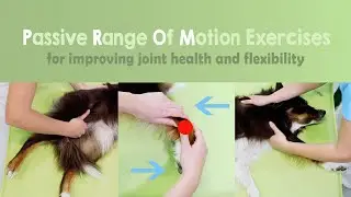 How to improve joint health and flexibility in dogs - Passive Range Of Motion