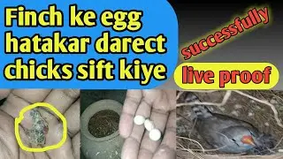 Finch Ke Egg Hatakar Darect Chicks Sift Kiye || chicks sift kese kare || finch breeding tips