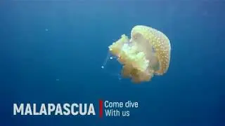 FKD MALAPASCUA 2018