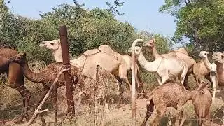 Camel animal || Discovery || animal planet ||Animal Lover