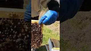 Swarm cells in Beehive #Shorts