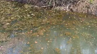 Diving bird 