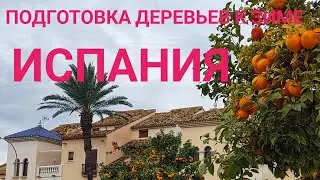 А у нас во дворе (подготовка деревьев к зиме)