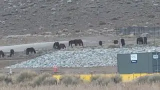 Wild Mustangs Veterans Parkway Reno Nevada