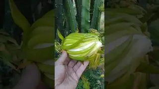 PITAYA MUITO PRODUTIVA, VARIEDADE IMPERIAL! #dragonfruit #pitahaya #vidanaro&ccedil;a #natureza #pomar