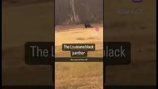 The Louisiana black panther❗️