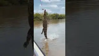 Jumping Crocs tiktok mollnich