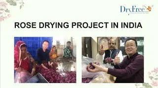 DRYFREE heat pump rose drying machine in India