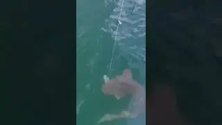 Nurse Shark #fishing