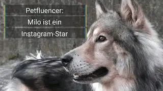 Petfluencer: Ein Hund als Instagramstar