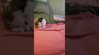 Pepper cleaning himself on the couch