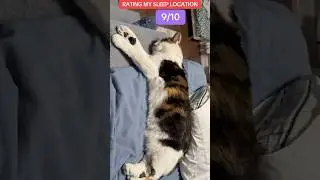 My Cat Sleeps ANYWHERE She Wants 😹 | Rating All Her Naps Out of 10!