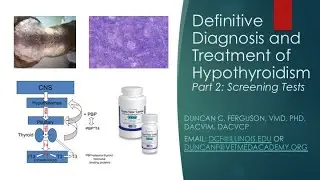 Definitive Diagnosis and Treatment of Canine Hypothyroidism: Part 2, Screening Tests