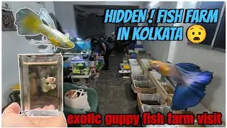 exotic guppy fish farm in Kolkata || guppy fish farm in West Bengal || #guppyfish#exotic#fishseller