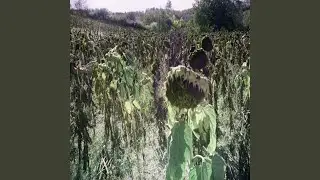 Dead Flowers