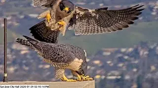San Jose CH Falcons🪽Hartley & Monty’s Rooftop Rendezvous ✨ Nesting Season in Full Gear💖2026 Jan 29