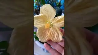 Абутилон Белла желтый. Очень крупный бутон