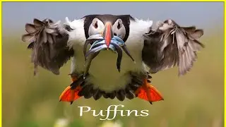 The best sites in the UK to see puffins.