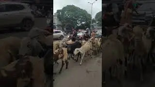Jamnapyari Marathi Goats,Sheep jamnapyari