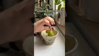Growing Grapes #shorts #plants #houseplants #garden #indoorplants #grape #seeds #experiment