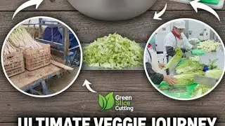 Industrial Vegetable Cutting Process | Fresh Harvest Packing & Slicing