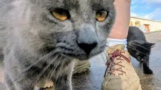 Making friends with the kitties.